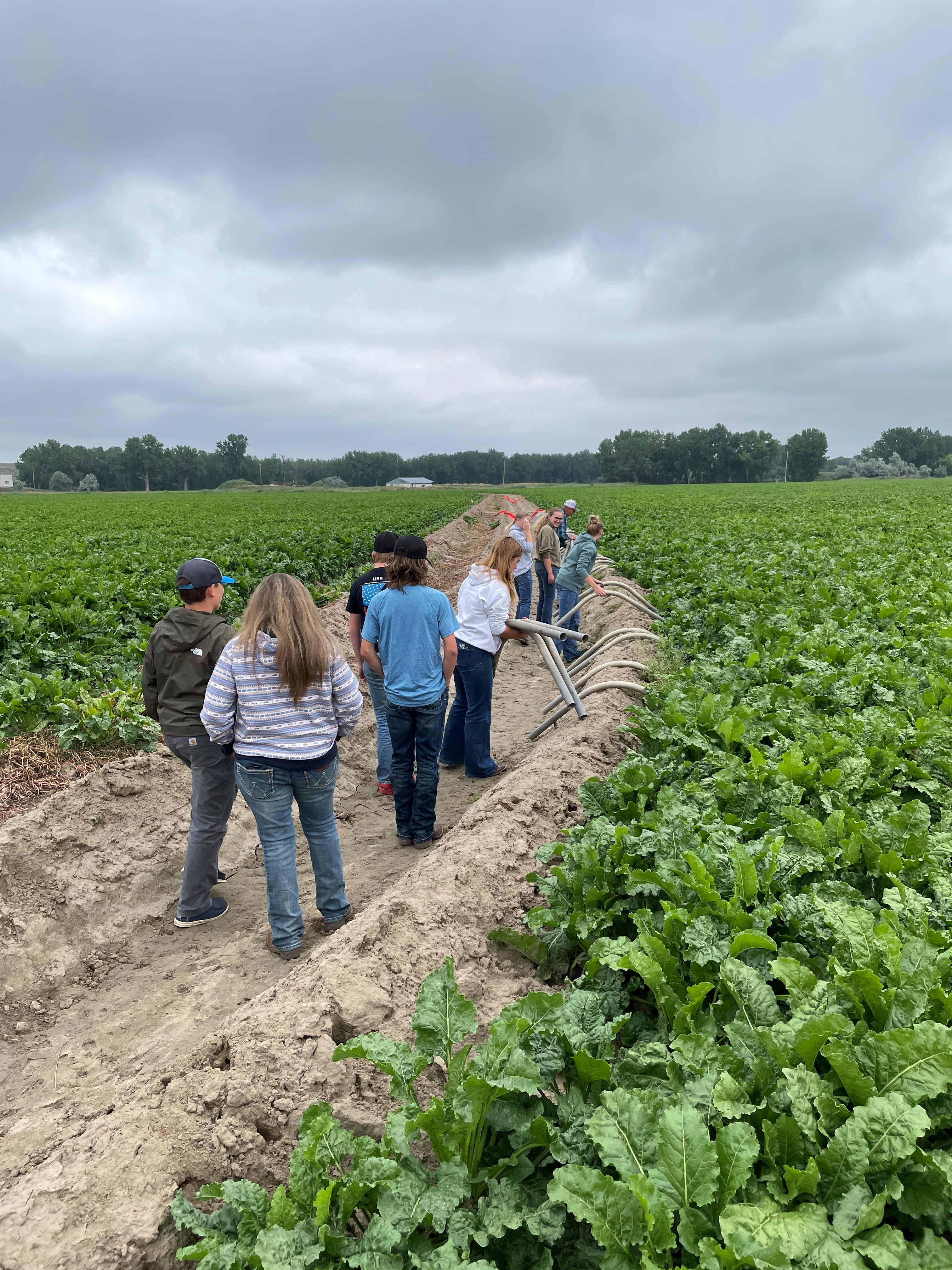 Youth in the RMSGA Youth Leadership Program learn how to irrigate sugar beets with siphon tubes.